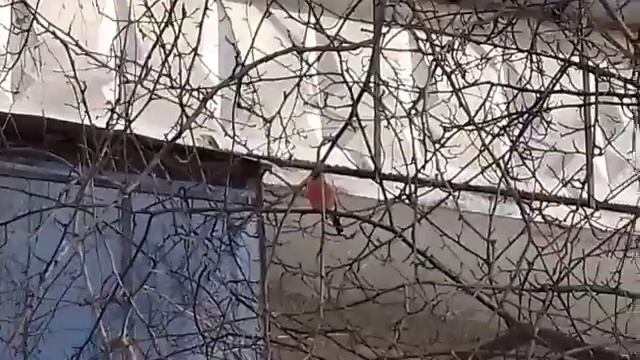 Снегирь прилетел. Говорят, что увидеть снегиря - к радости!