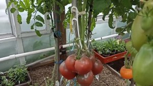 Сибирь. Обзор и дегустация томатов Шоколадная зебра и Чёрное сердце Америки.