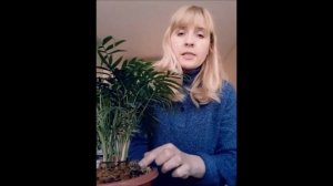 Хамедорея изящная #пересадкахамедореи