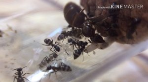Lasius emarginatus блог #2 // рост колонии