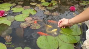 Приручаем прудовых рыб есть из рук! Кормим карпов кои! Ручные рыбы!