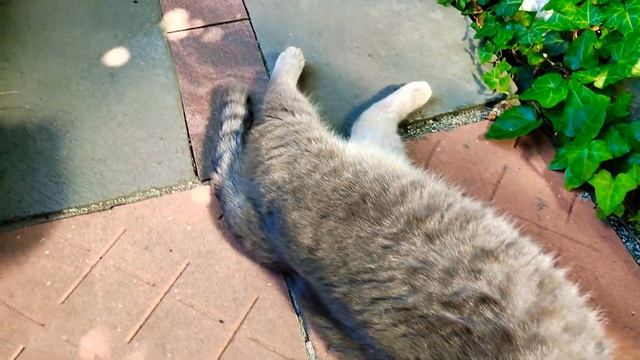 Королевство-сад мамы и её кошек смотреть онлайн