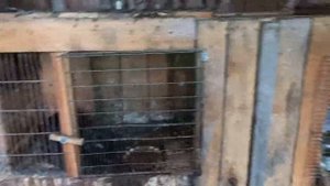 Какого размера должны быть клетки для содержания кроликов#Кролики#Кролиководство#Клетки_для_кролико