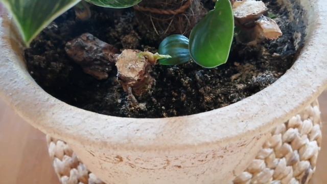 Обзор трех комнатных растения! Филодендрон Биркин, Плющелистная герань, Финиковая пальма! смотреть онлайн