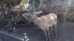 Кормят оленей в Черкасском зоопарке