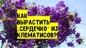 Что это за красивое "сердечко" у Вас на беседке висит?