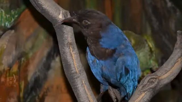 ANA DE MARCHI - VIOLONCELLO - "Taxidermia" смотреть онлайн