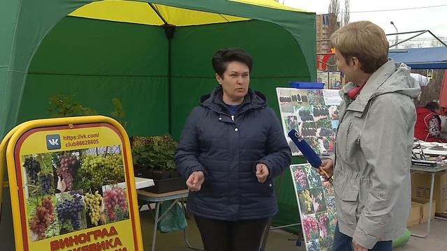 Ежевика