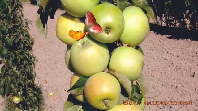 Яблоня колоновидная Малюха (malus) ? яблоня Малюха обзор: как сажать саженцы яблони Малюха