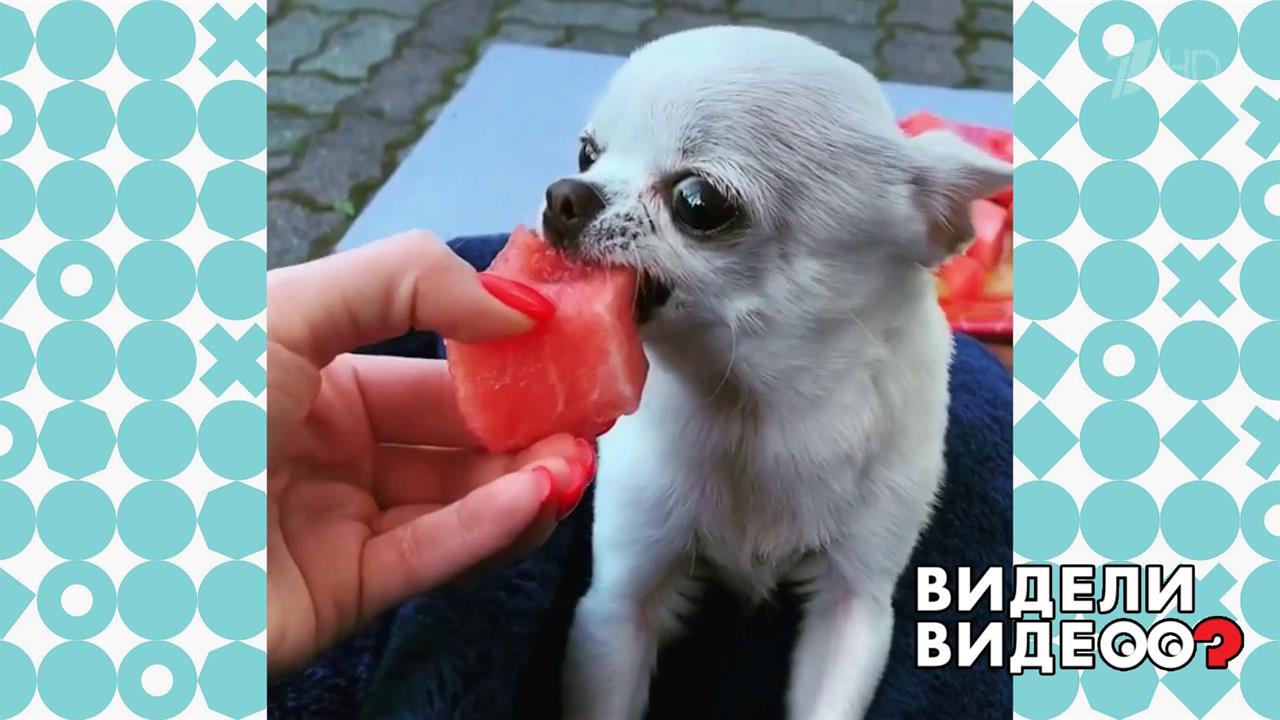 Чихуахуа и арбуз. Видели видео? Фрагмент выпуска от 08.01.2020