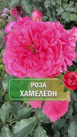 Роза хамелеон ! Сорт ПАСТЕЛЛА 🌹#питомникросток #саженцы #питомнткрастений