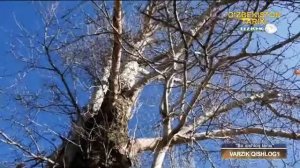 #Варзик #Наманган #чуст #узбекистан