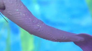 Moxie Girlz Magic Swim Mermaid