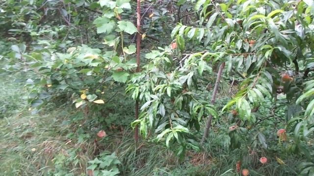 Деревья и жара. Садоводство по Винтеру. смотреть онлайн