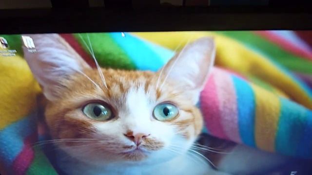 Viewsonic VP2365wb angle of view - angle de vision