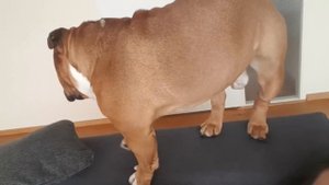 English Bulldog happy to see mommy back. Can't go a minute without going nuts :)))