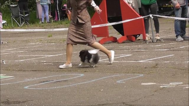 немецкий шпиц, выставка собак в Великом Новгороде 19.06.2022