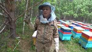 СТАВИМ ВТОРЫЕ МАГАЗИНЫ ПОД МЁД, ЕДЕМ ПО ТОЧКАМ, СНЯЛИ РОЙ С ДЕРЕВА