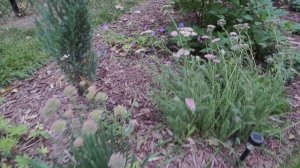 What's Blooming - end of July- Coneflowers, Agastache, Hibiscus, Zinnias and More!