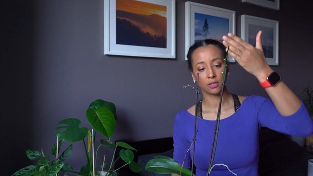 🌱 🪴 ROŚLINNY MARATON #6: O jak Orchidea 🪴🌱 смотреть онлайн