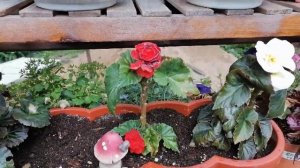 Бегония - уход в домашних условиях. Бегония комнатная)) Удобрение КАПЛЯ ЖИЗНИ для бегоний)