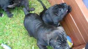 Щенки кане корсо 1 месяц.Прогулка.