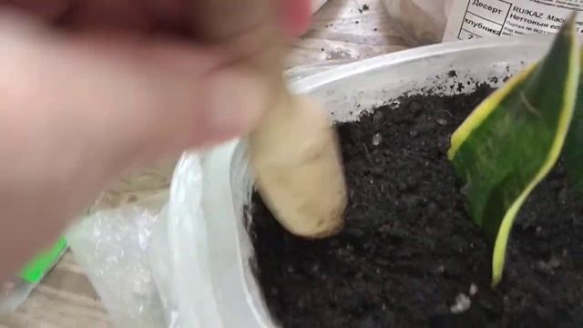 Проще простого!!! ? Посев цикламена. смотреть онлайн