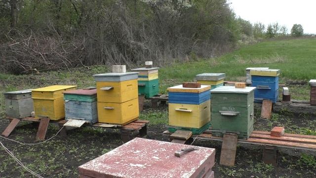 ЦВЕТЁТ ЧЕРЁМУХА, ШАБЛОН ДЛЯ МИСОЧЕК. смотреть онлайн