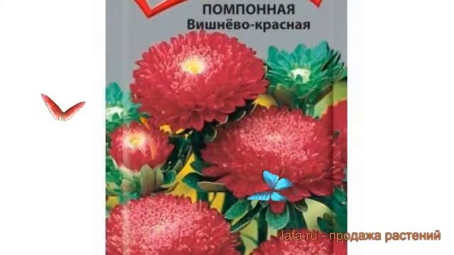 Астра помпонная Вишнево-красная ? обзор: как сажать, семена астры Вишнево-красная смотреть онлайн