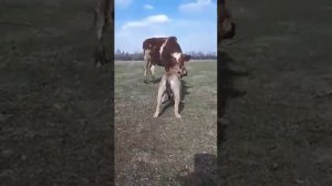 Знакомство молодого кадебо Дизеля  с лошадками и быком