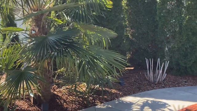 Trachycarpus fortunei Growth rates смотреть онлайн