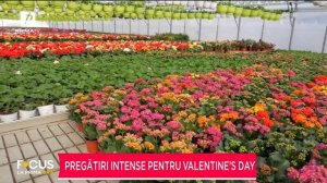 PREGĂTIRI INTENSE PENTRU VALENTINE'S DAY