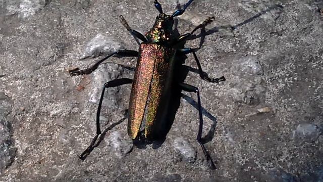 Жук усач мускусный изумрудный смотреть онлайн