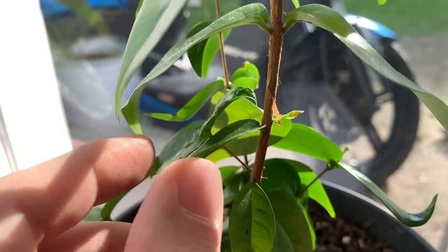 Looking at jaboticaba and pitanga plants (part 1/2) смотреть онлайн