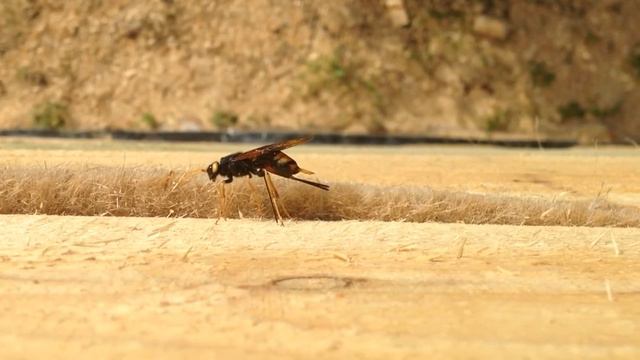 Птица Шершень Пермь смотреть онлайн