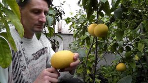 Помело C. Grandis"Meteleva" Помпельмус Метелева