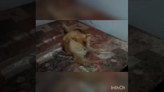 Кот Викинг смотреть онлайн