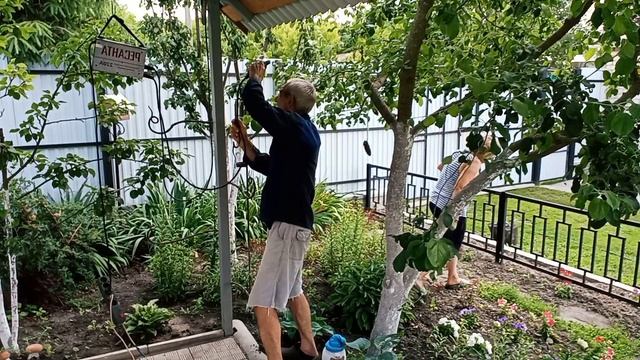 Цветут пионы. смотреть онлайн