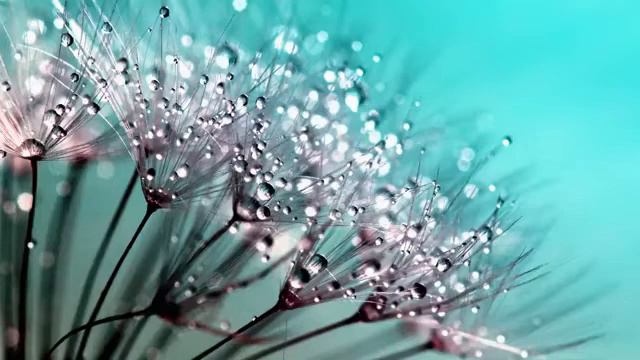 Роберт Адамс - 063.Свободная воля и предопределенность, озвучивает Nikosho. смотреть онлайн