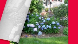 Миксбордеры с Гортензией!!! Оформление цветников в саду и на даче!!! Создайте сад своей мечты!!!