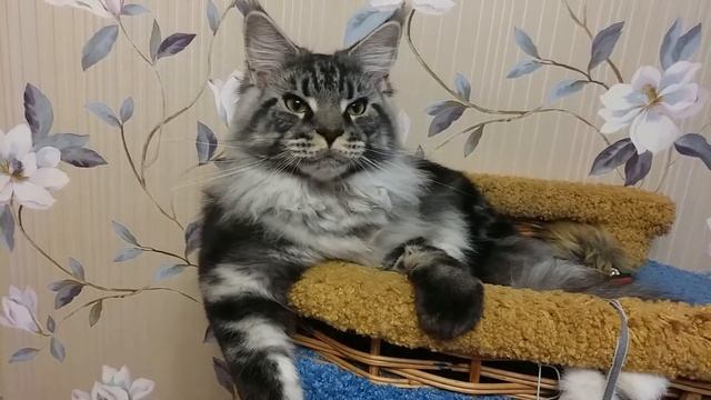 Мейн кун. 1 год.