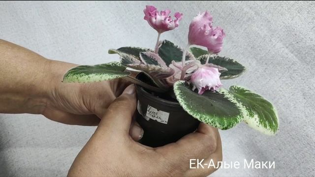 ЕК-Принцесса на Балу, ЕК-Алые Маки, ЕК-Жара. смотреть онлайн