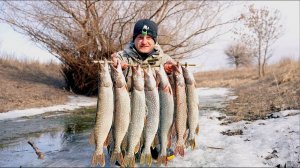 ОТКУДА ЗДЕСЬ ТАК МНОГО ЩУКИ?! Весенний жор щуки. Вот это рыбалка на жерлицы.