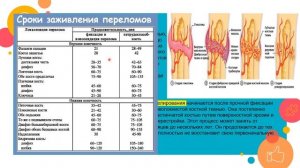 Лекция травматология и ортопедия 2: Кость,ПЕРЕЛОМ, консолидация.