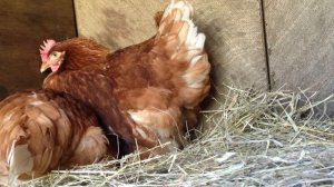 Курица сносит яйцо