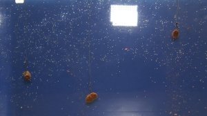 Пеллетс насадочный с силиконовым кольцом.