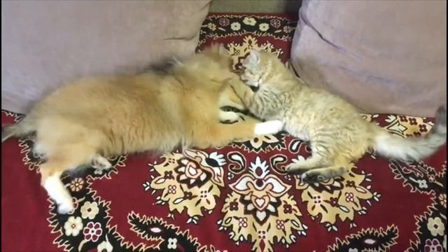 Котёнок и Щенок играют вместе смотреть онлайн