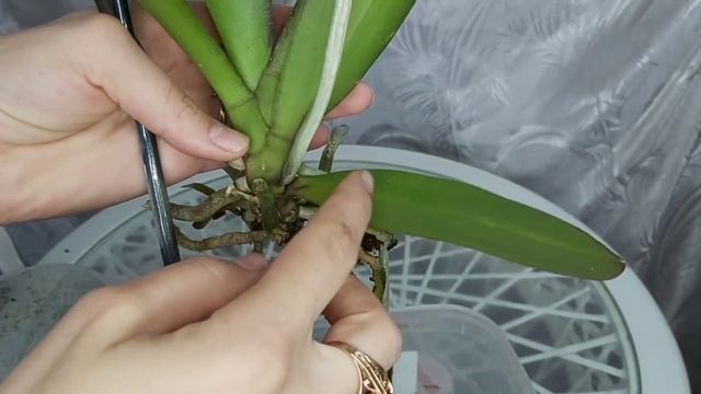 ВСЕГО 1 ложка СПАСЕТ орхидею от ГНИЛИ КОРНЕЙ/ Полная ЗАЧИСТКА и подготовка к посадке смотреть онлайн