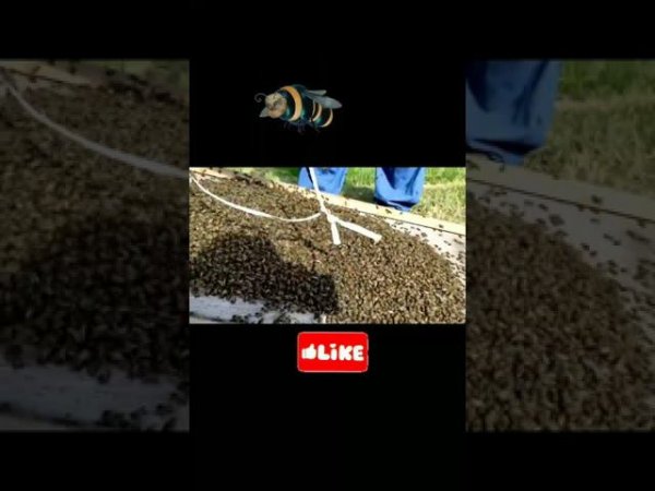 рой пчел заходит в улей