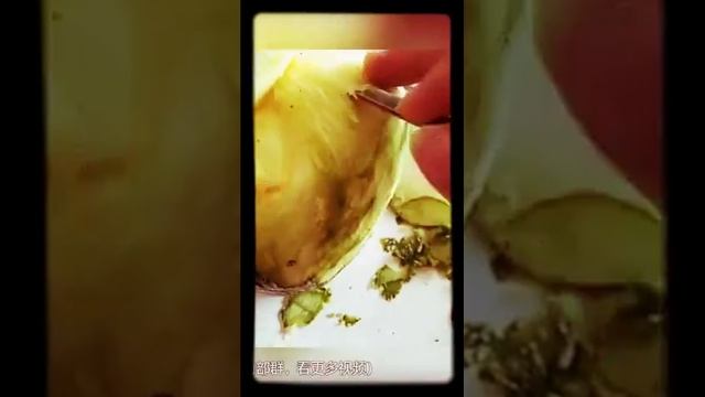 Заголовок это интересное видео про как из фруктов и овощей делают интересные вещи смотреть онлайн